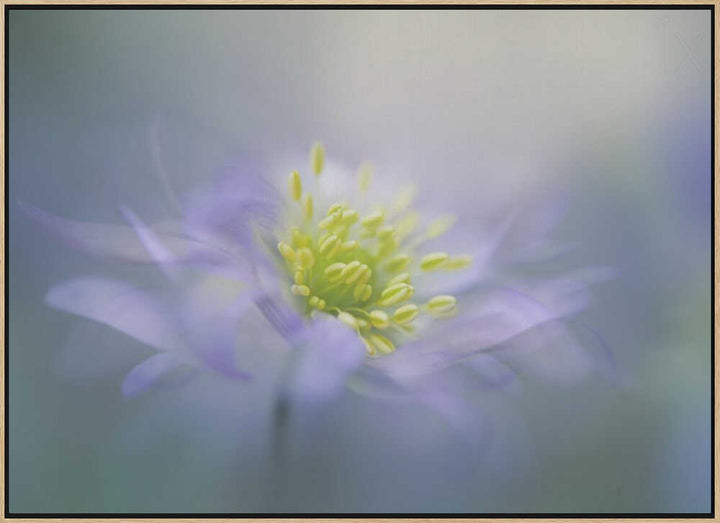 Dreamy Lavender Bloom - Floral Photographic Stretched Canvas Poster or Fine Art Print