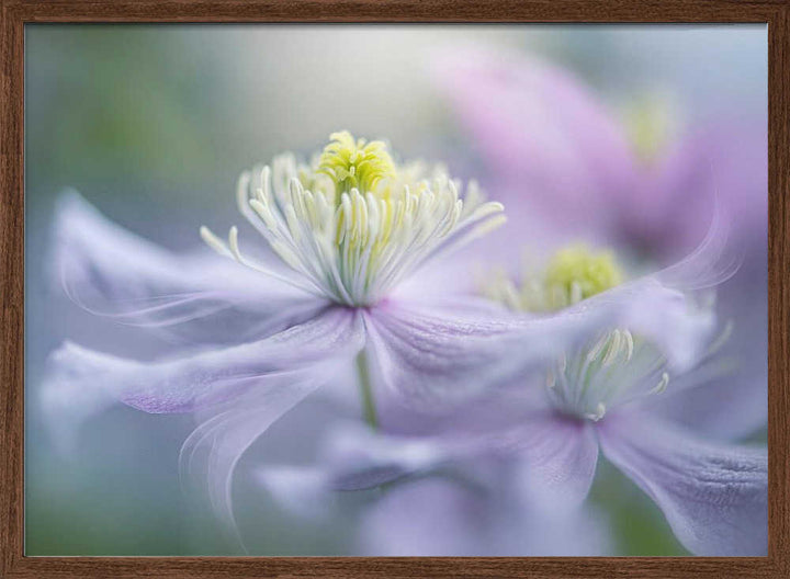 Dreamy Lavender Bloom - Floral Photographic Stretched Canvas Poster or Fine Art Print
