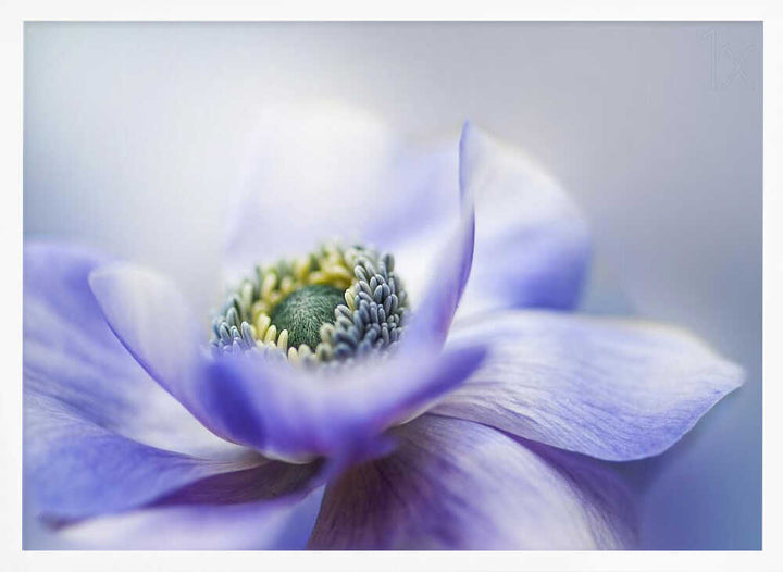 Dreamy Lavender Bloom - Floral Photographic Stretched Canvas Poster or Fine Art Print