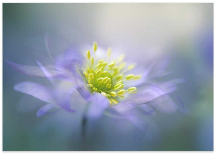 Dreamy Lavender Bloom - Floral Photographic Stretched Canvas Poster or Fine Art Print