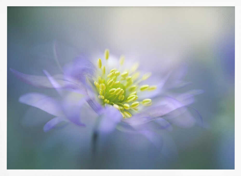 Dreamy Lavender Bloom - Floral Photographic Stretched Canvas Poster or Fine Art Print