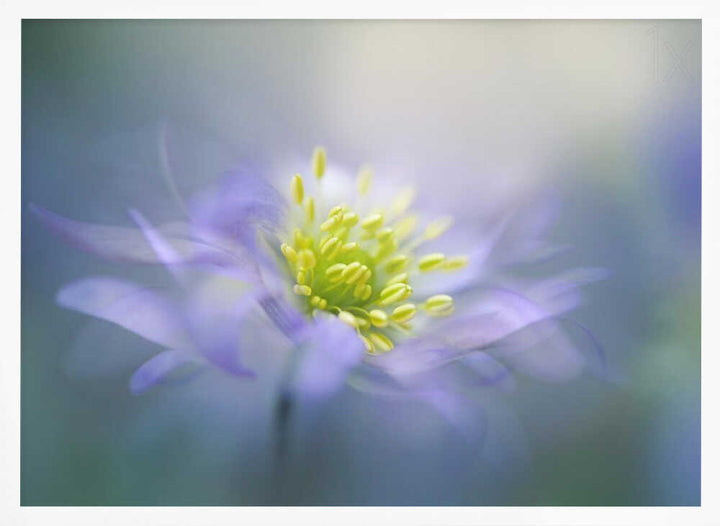 Dreamy Lavender Bloom - Floral Photographic Stretched Canvas Poster or Fine Art Print