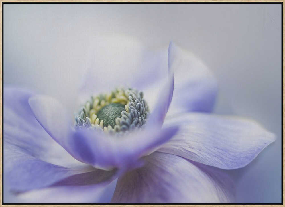 Dreamy Lavender Bloom - Floral Photographic Stretched Canvas Poster or Fine Art Print
