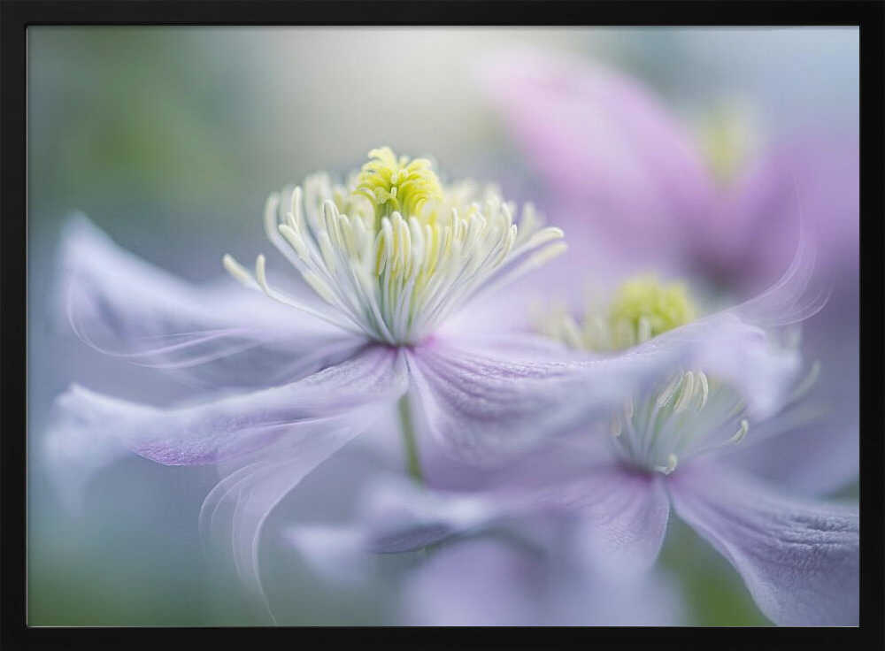 Dreamy Lavender Bloom - Floral Photographic Stretched Canvas Poster or Fine Art Print