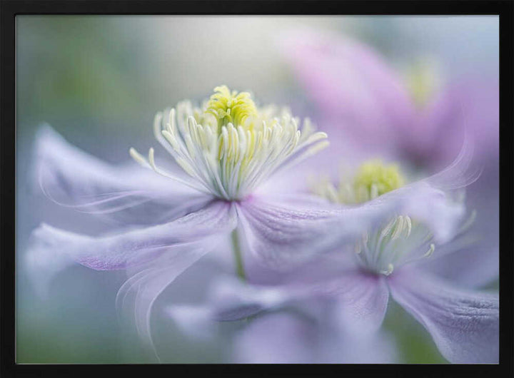 Dreamy Lavender Bloom - Floral Photographic Stretched Canvas Poster or Fine Art Print