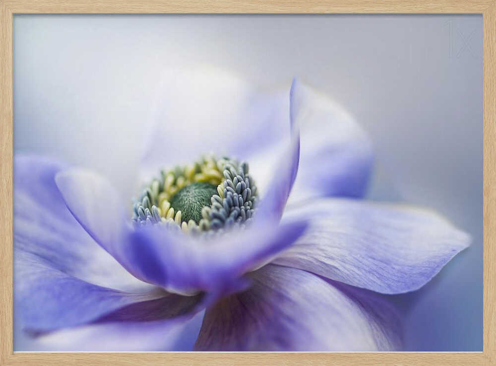 Dreamy Lavender Bloom - Floral Photographic Stretched Canvas Poster or Fine Art Print