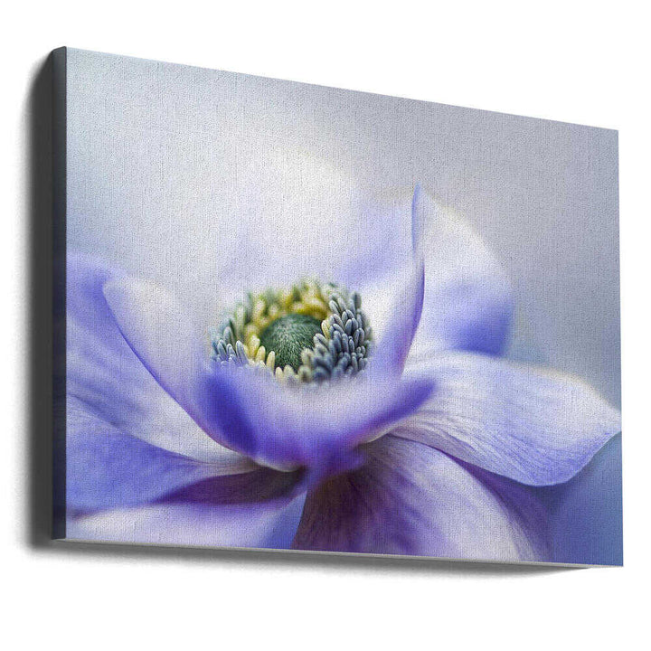 Dreamy Lavender Bloom - Floral Photographic Stretched Canvas Poster or Fine Art Print