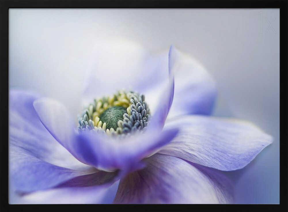 Dreamy Lavender Bloom - Floral Photographic Stretched Canvas Poster or Fine Art Print
