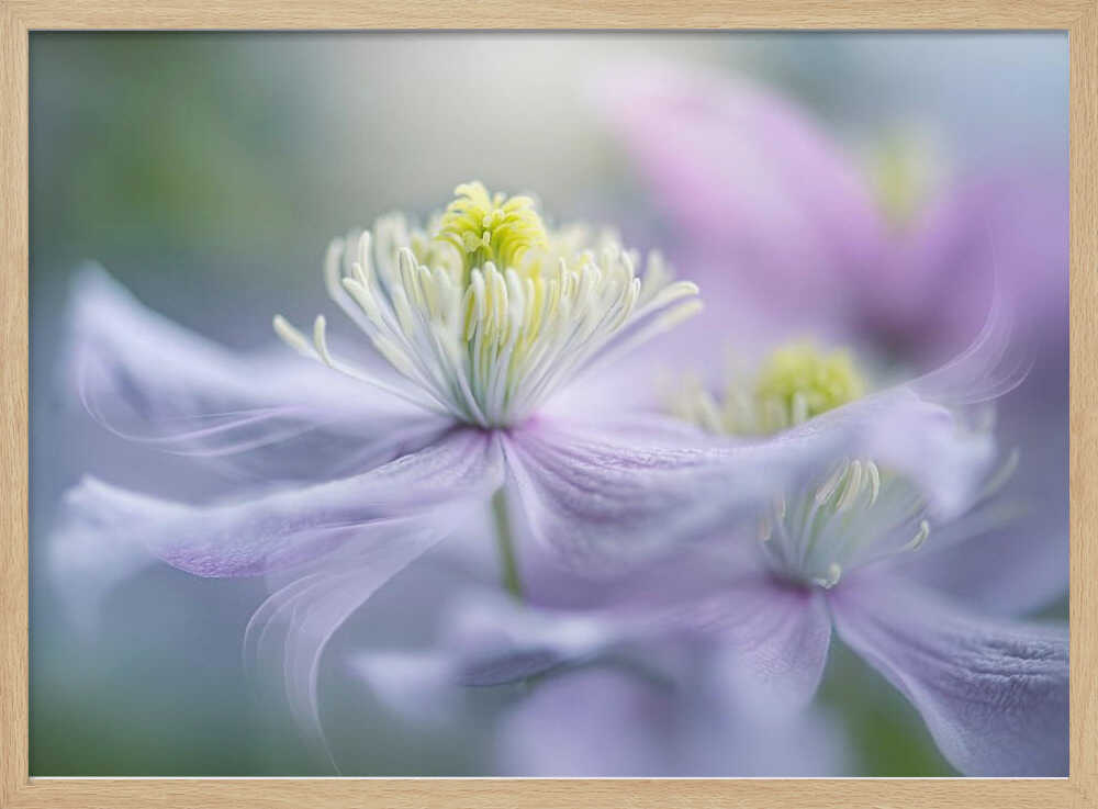 Dreamy Lavender Bloom - Floral Photographic Stretched Canvas Poster or Fine Art Print