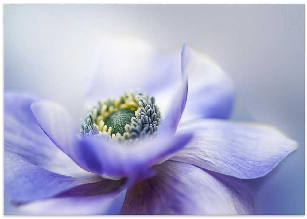 Dreamy Lavender Bloom - Floral Photographic Stretched Canvas Poster or Fine Art Print