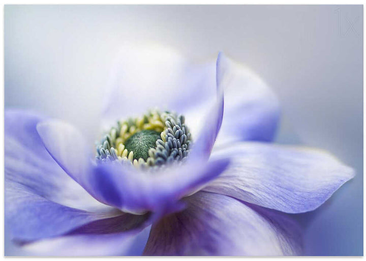 Dreamy Lavender Bloom - Floral Photographic Stretched Canvas Poster or Fine Art Print