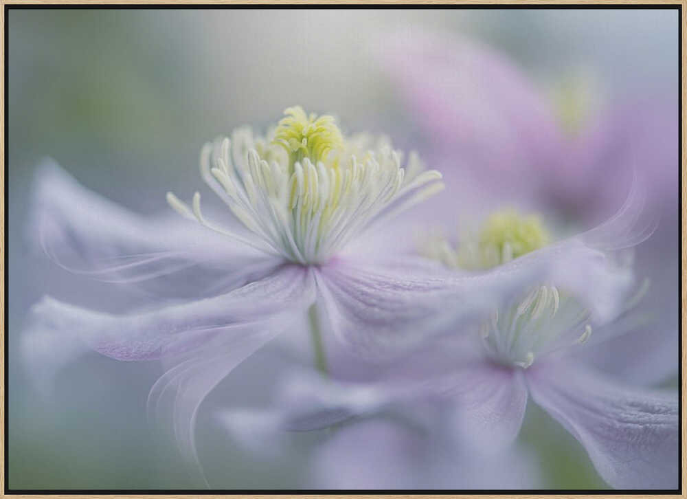 Dreamy Lavender Bloom - Floral Photographic Stretched Canvas Poster or Fine Art Print
