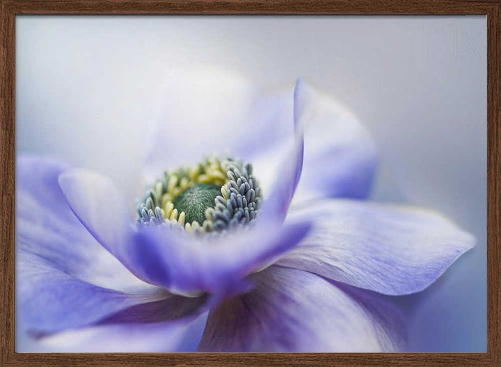 Dreamy Lavender Bloom - Floral Photographic Stretched Canvas Poster or Fine Art Print