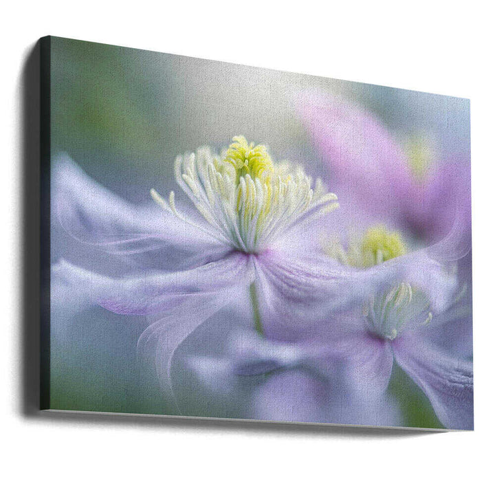 Dreamy Lavender Bloom - Floral Photographic Stretched Canvas Poster or Fine Art Print