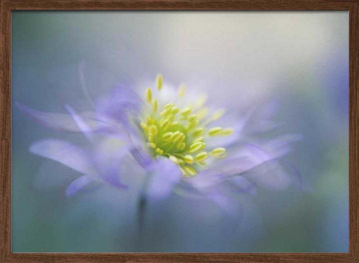 Dreamy Lavender Bloom - Floral Photographic Stretched Canvas Poster or Fine Art Print