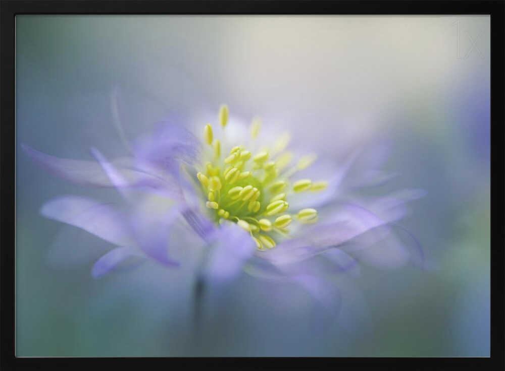 Dreamy Lavender Bloom - Floral Photographic Stretched Canvas Poster or Fine Art Print