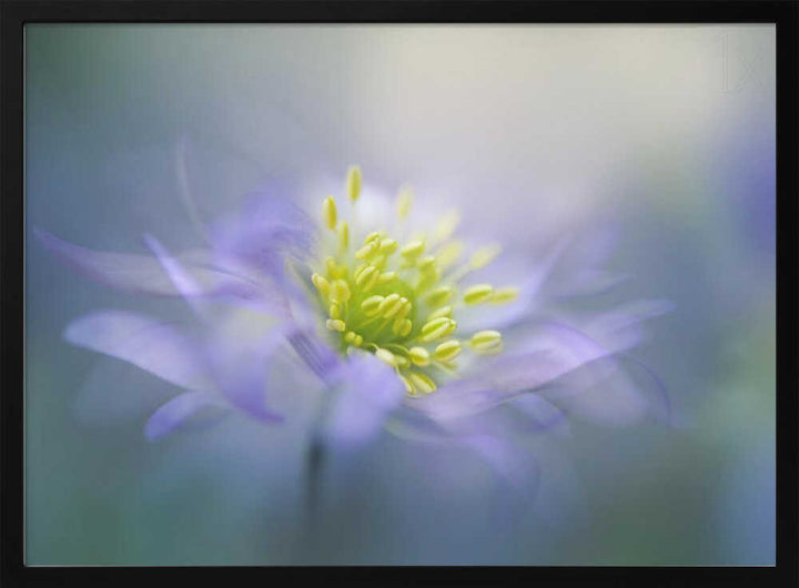 Dreamy Lavender Bloom - Floral Photographic Stretched Canvas Poster or Fine Art Print