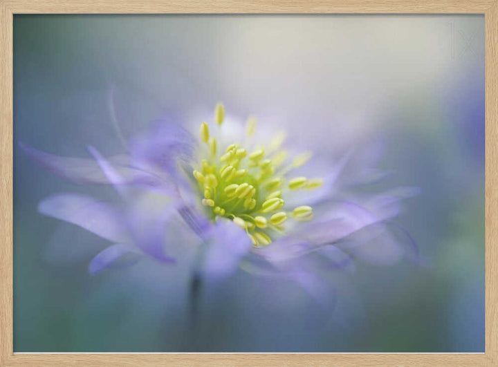 Dreamy Lavender Bloom - Floral Photographic Stretched Canvas Poster or Fine Art Print