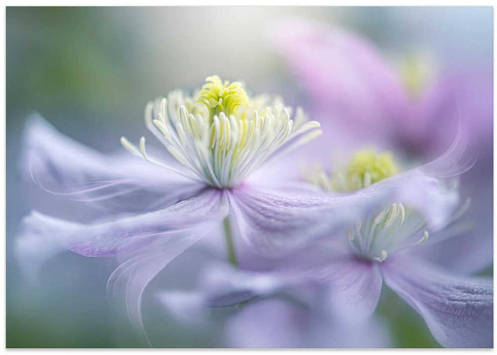 Dreamy Lavender Bloom - Floral Photographic Stretched Canvas Poster or Fine Art Print