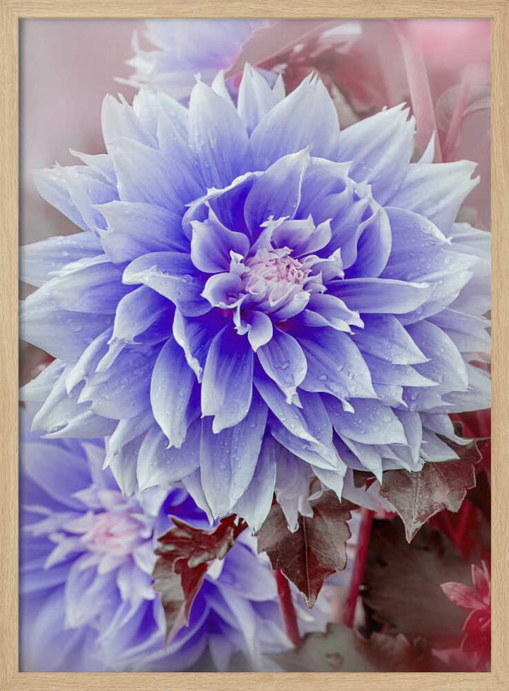 Dreamy Lilac Dahlia - Floral Photographic Stretched Canvas Poster or Fine Art Print