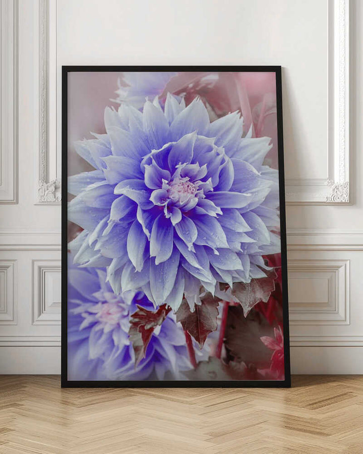 Dreamy Lilac Dahlia - Floral Photographic Stretched Canvas Poster or Fine Art Print