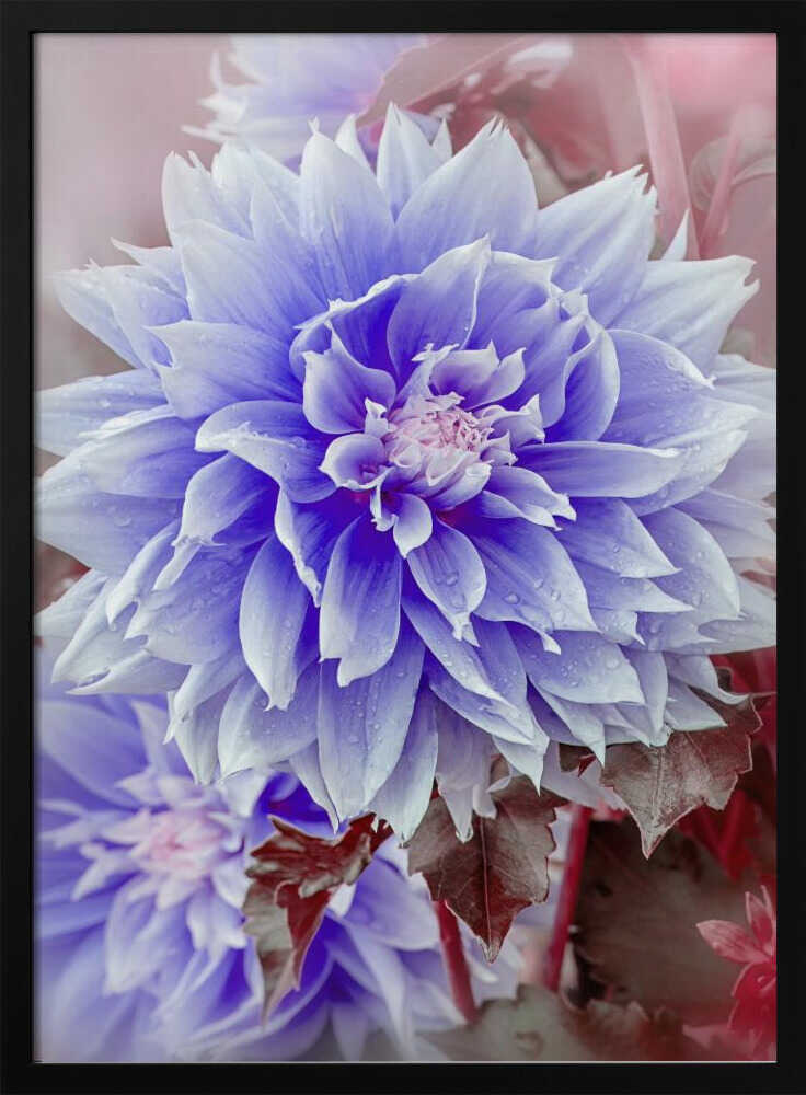 Dreamy Lilac Dahlia - Floral Photographic Stretched Canvas Poster or Fine Art Print
