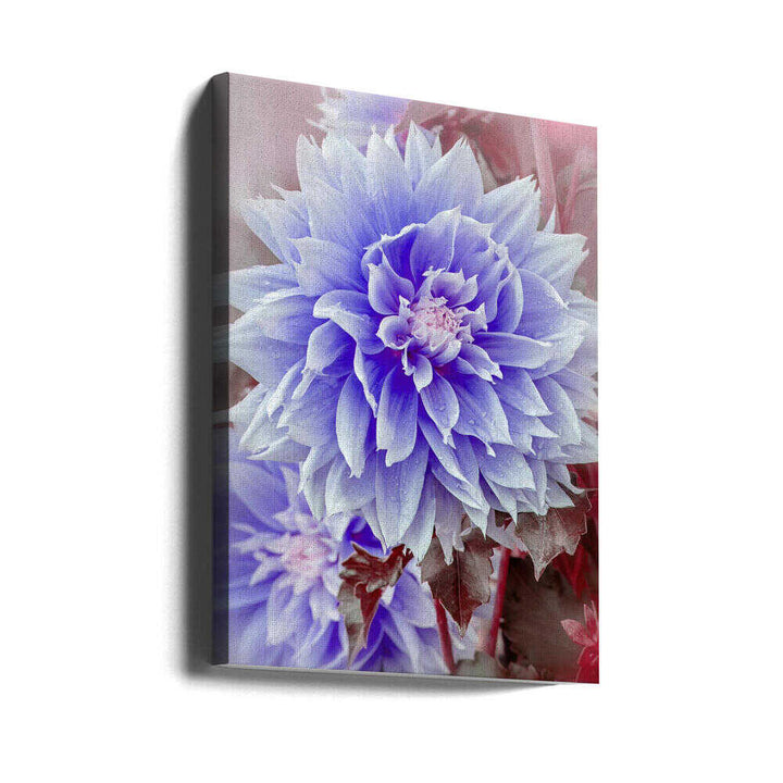 Dreamy Lilac Dahlia - Floral Photographic Stretched Canvas Poster or Fine Art Print