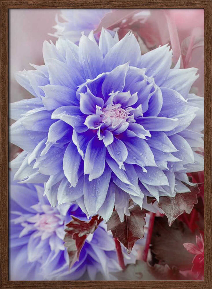 Dreamy Lilac Dahlia - Floral Photographic Stretched Canvas Poster or Fine Art Print