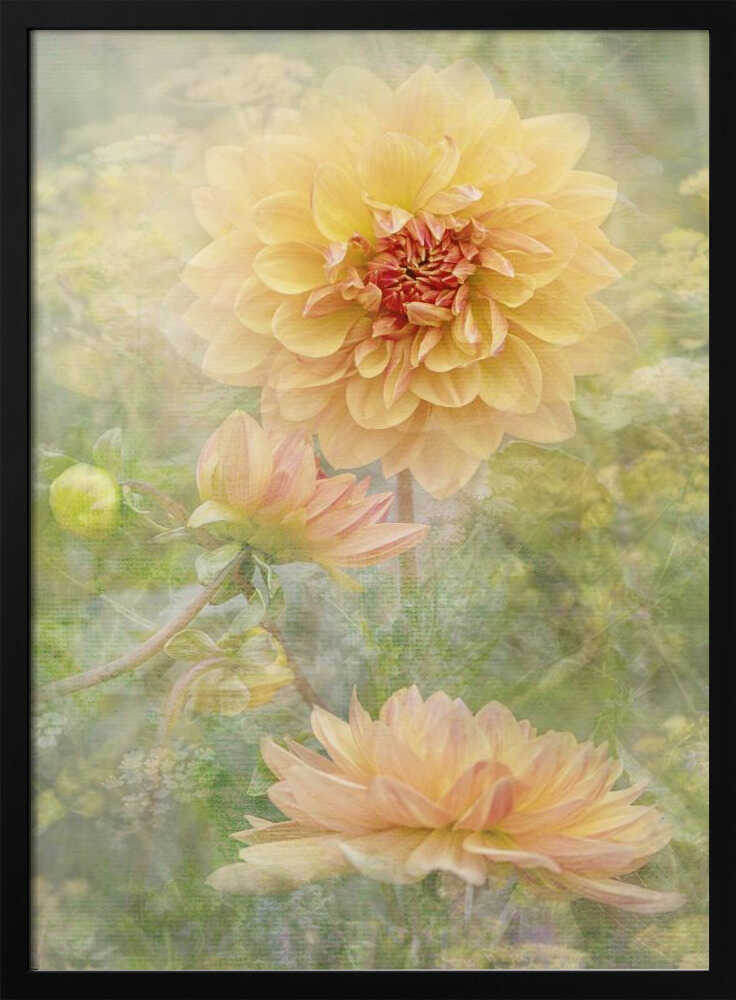 Dreamy Pastel Dahlias - Floral Photographic Stretched Canvas Poster or Fine Art Print