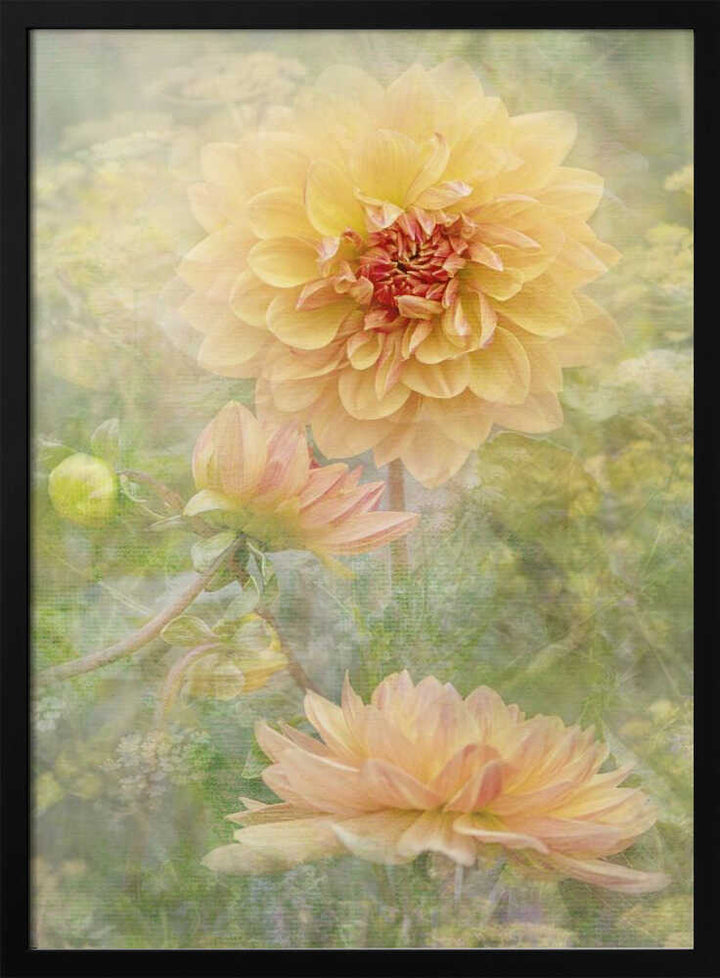 Dreamy Pastel Dahlias - Floral Photographic Stretched Canvas Poster or Fine Art Print