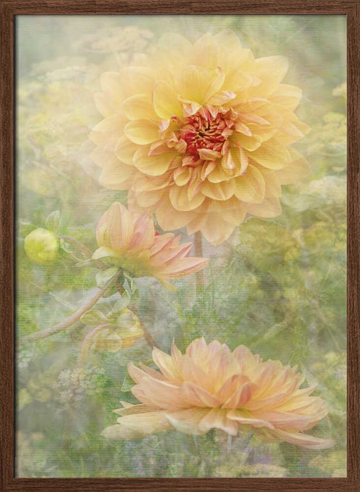 Dreamy Pastel Dahlias - Floral Photographic Stretched Canvas Poster or Fine Art Print