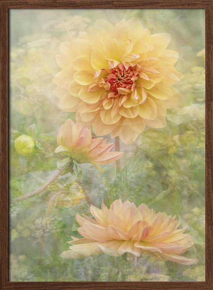 Dreamy Pastel Dahlias - Floral Photographic Stretched Canvas Poster or Fine Art Print