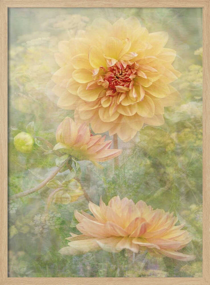 Dreamy Pastel Dahlias - Floral Photographic Stretched Canvas Poster or Fine Art Print