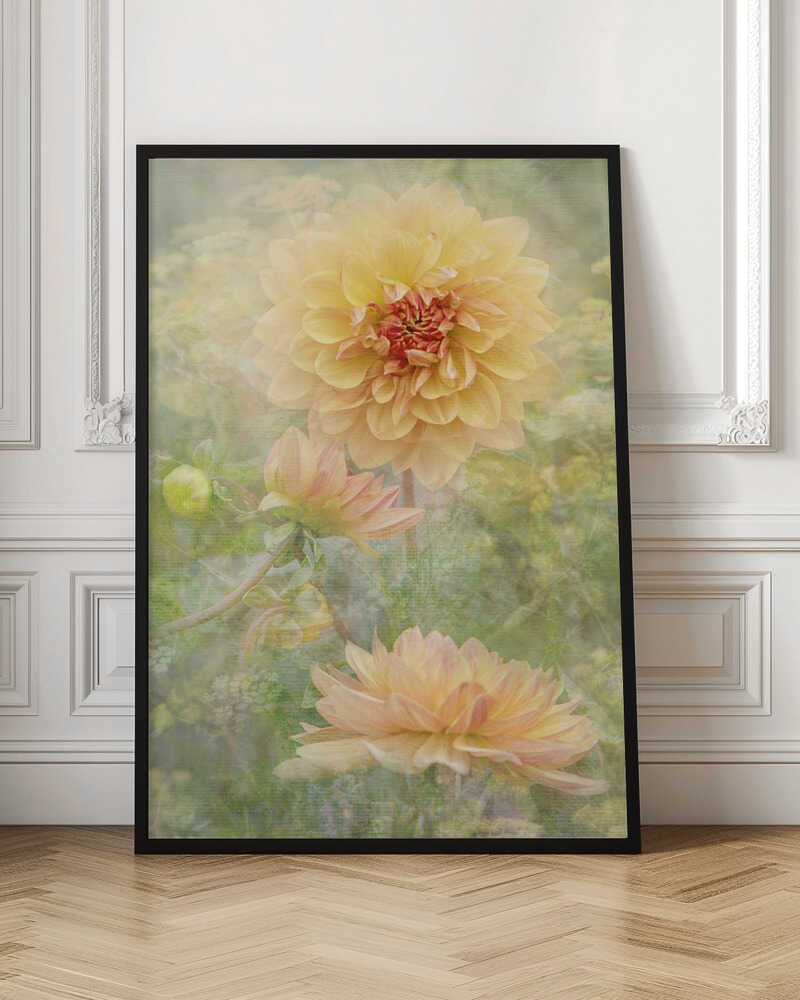 Dreamy Pastel Dahlias - Floral Photographic Stretched Canvas Poster or Fine Art Print