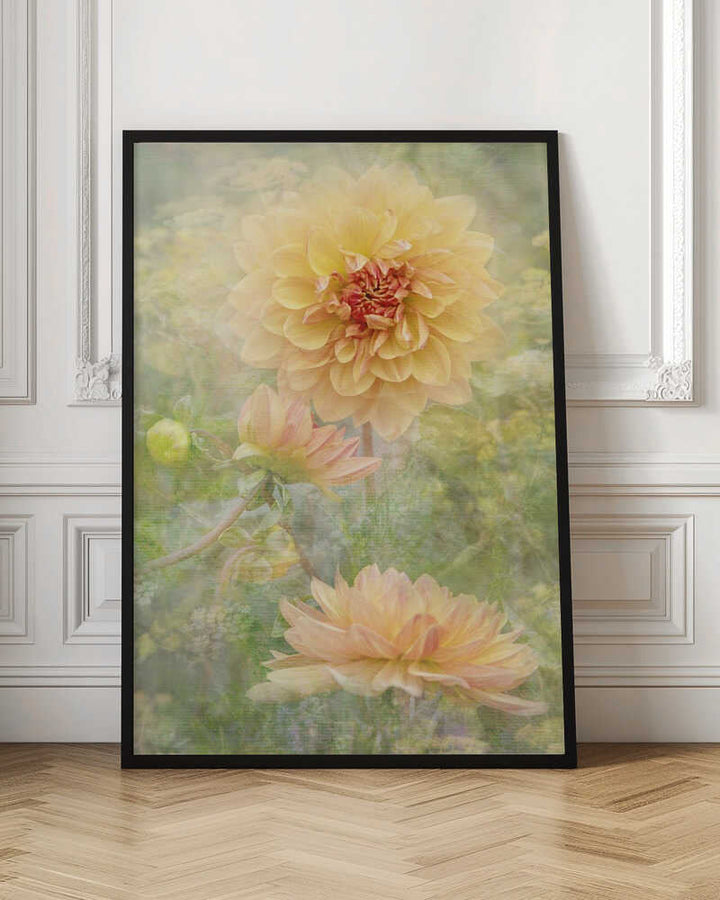 Dreamy Pastel Dahlias - Floral Photographic Stretched Canvas Poster or Fine Art Print