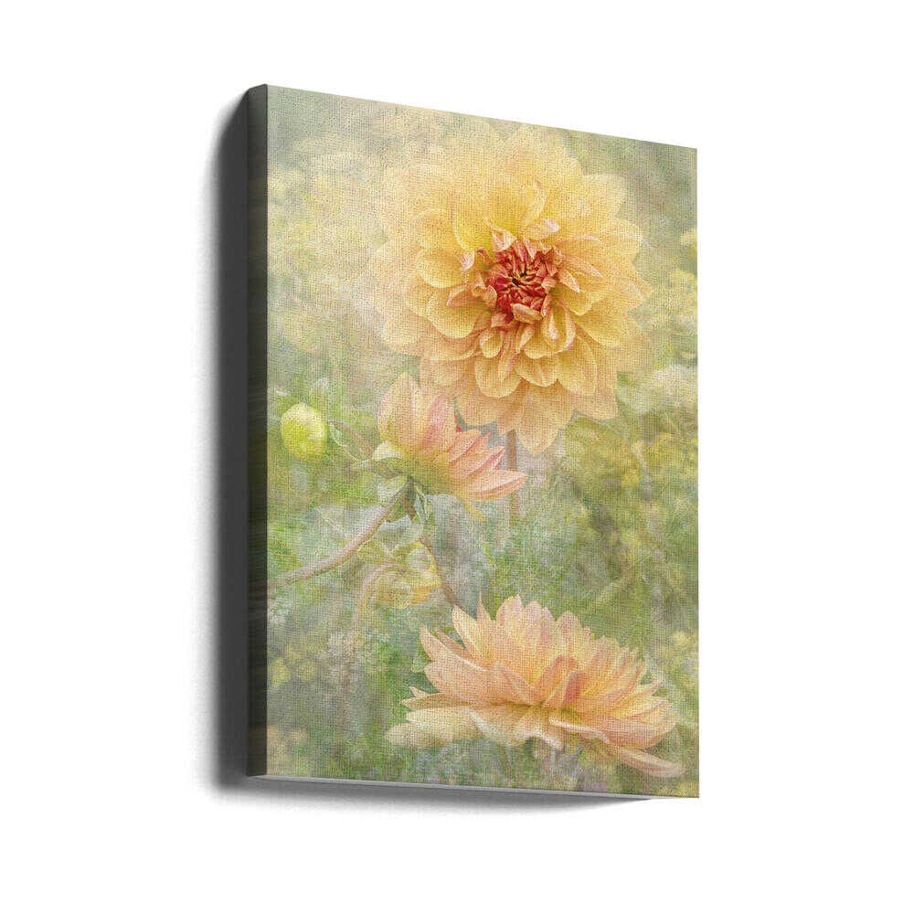 Dreamy Pastel Dahlias - Floral Photographic Stretched Canvas Poster or Fine Art Print