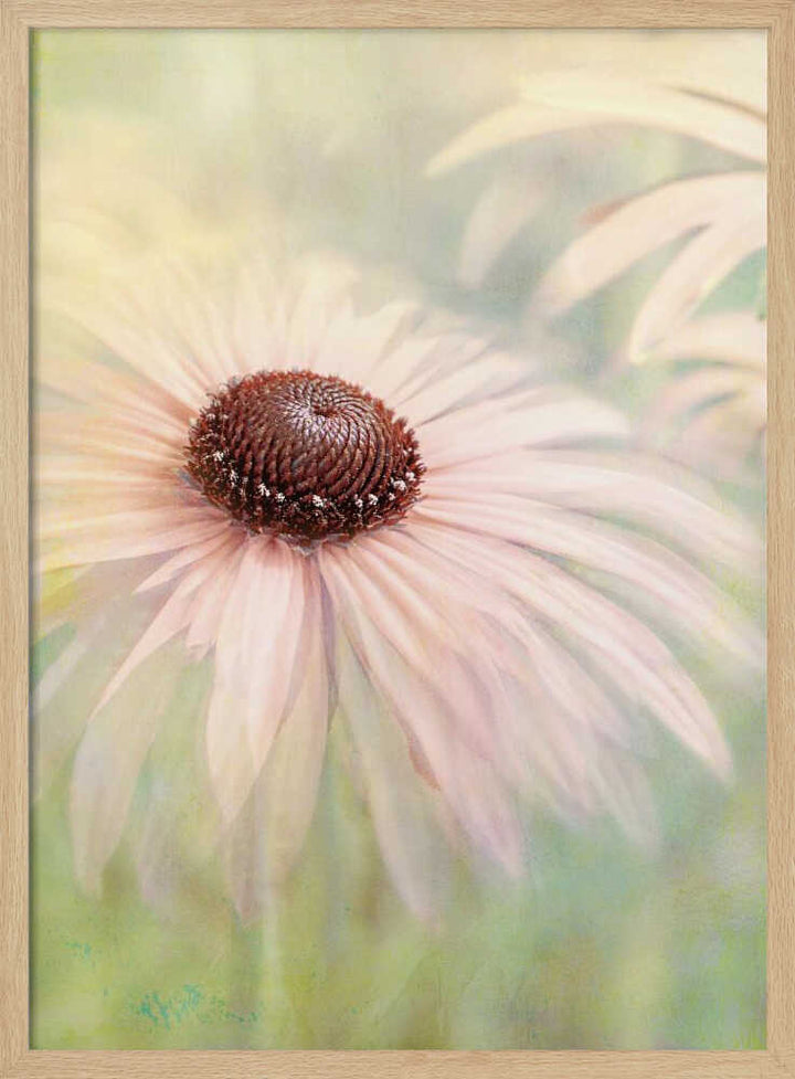 Dreamy Pastel Flower - Floral Photographic Stretched Canvas Poster or Fine Art Print
