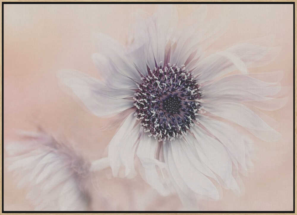 Dreamy Pastel Flower - Floral Photographic Stretched Canvas Poster or Fine Art Print