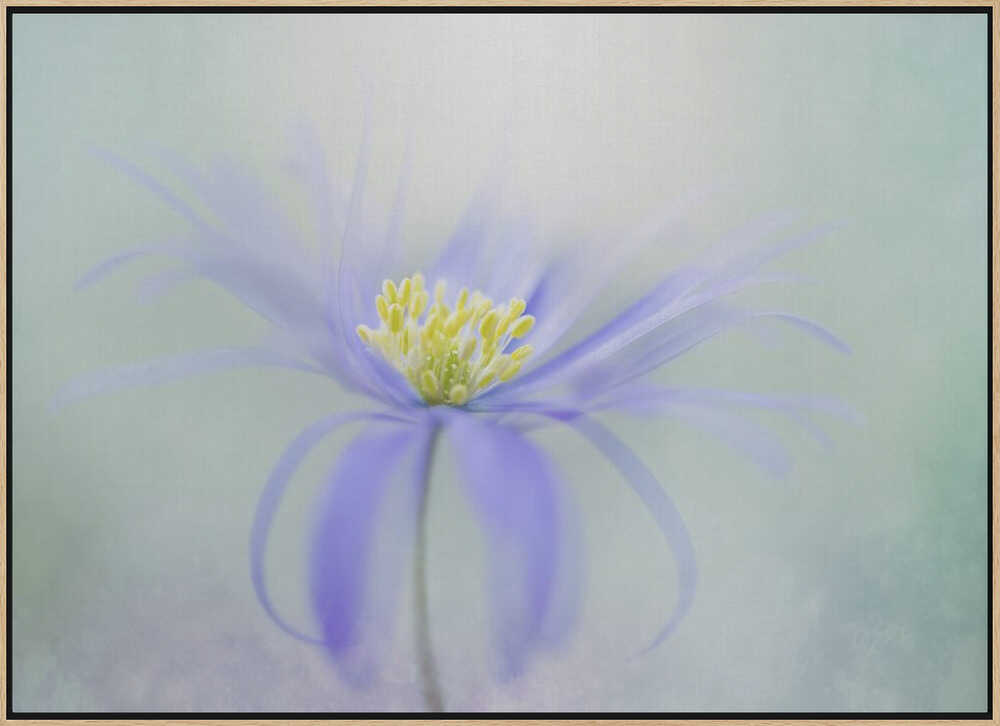 Dreamy Pastel Flower - Floral Photographic Stretched Canvas Poster or Fine Art Print