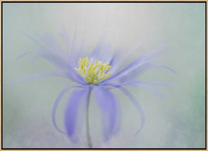 Dreamy Pastel Flower - Floral Photographic Stretched Canvas Poster or Fine Art Print
