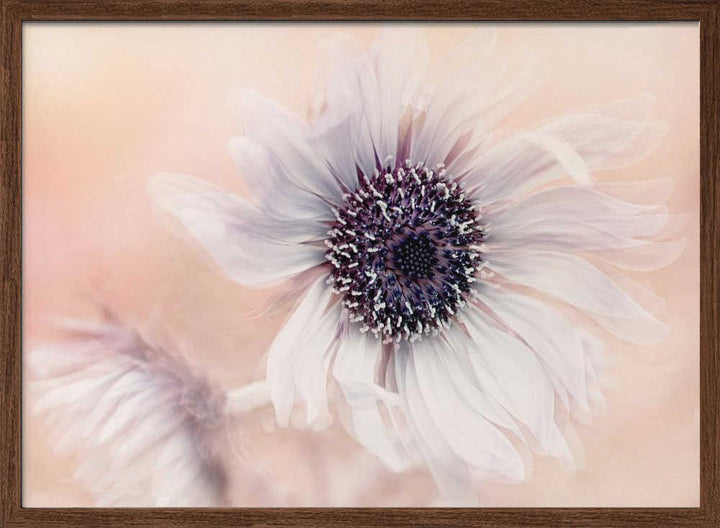Dreamy Pastel Flower - Floral Photographic Stretched Canvas Poster or Fine Art Print