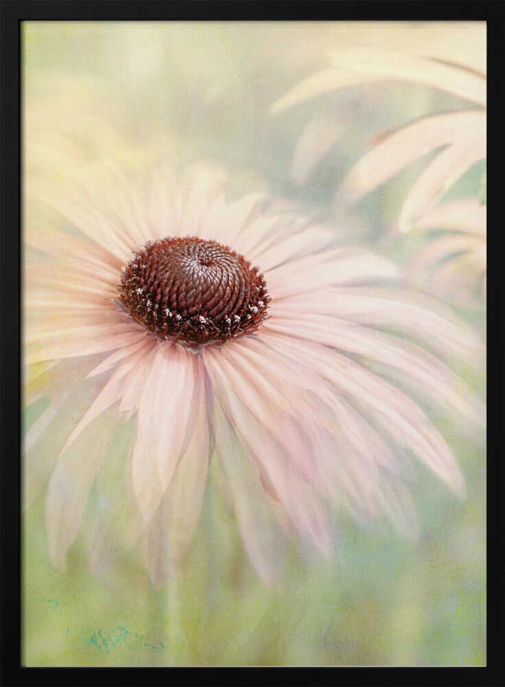 Dreamy Pastel Flower - Floral Photographic Stretched Canvas Poster or Fine Art Print