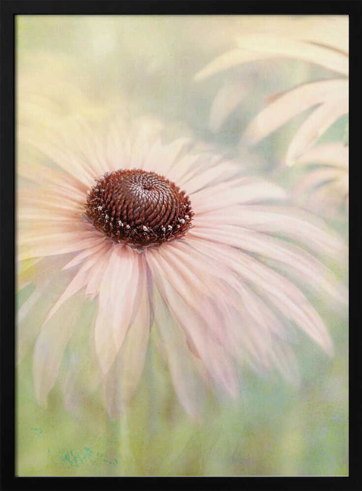 Dreamy Pastel Flower - Floral Photographic Stretched Canvas Poster or Fine Art Print