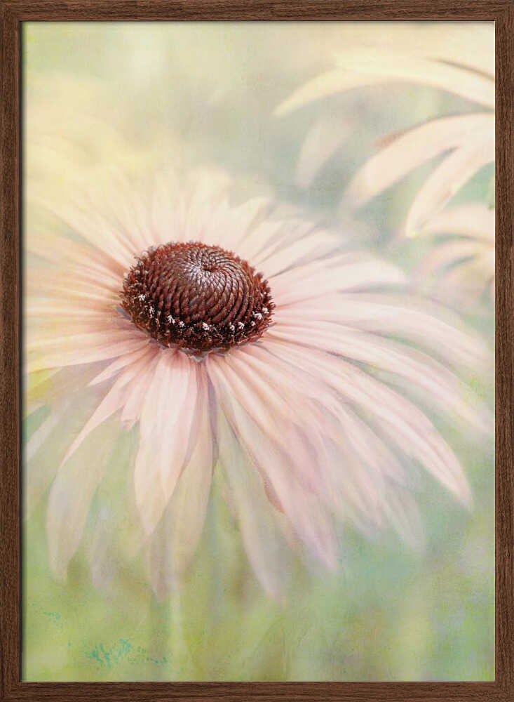 Dreamy Pastel Flower - Floral Photographic Stretched Canvas Poster or Fine Art Print