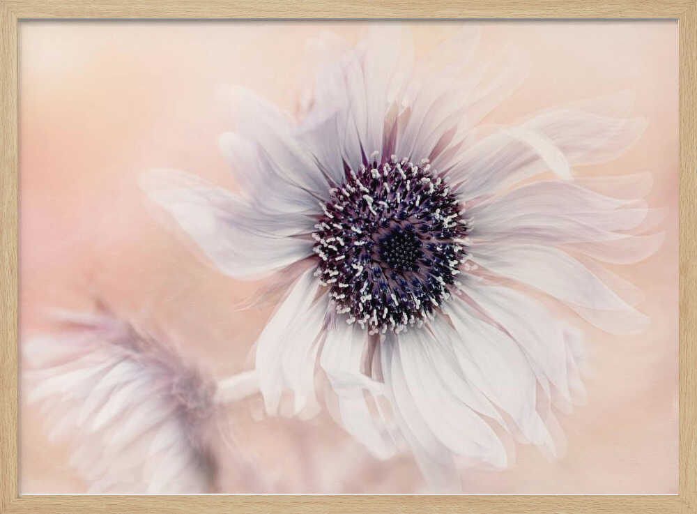 Dreamy Pastel Flower - Floral Photographic Stretched Canvas Poster or Fine Art Print