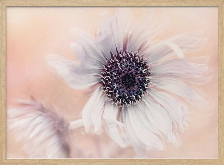 Dreamy Pastel Flower - Floral Photographic Stretched Canvas Poster or Fine Art Print