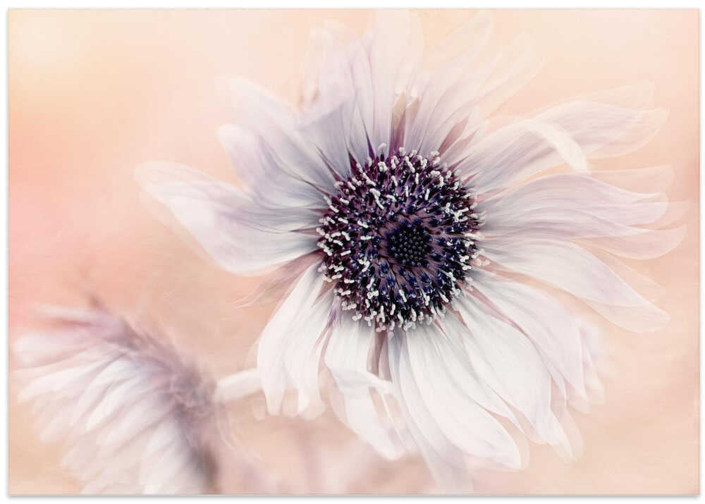 Dreamy Pastel Flower - Floral Photographic Stretched Canvas Poster or Fine Art Print