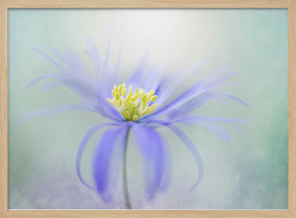Dreamy Pastel Flower - Floral Photographic Stretched Canvas Poster or Fine Art Print