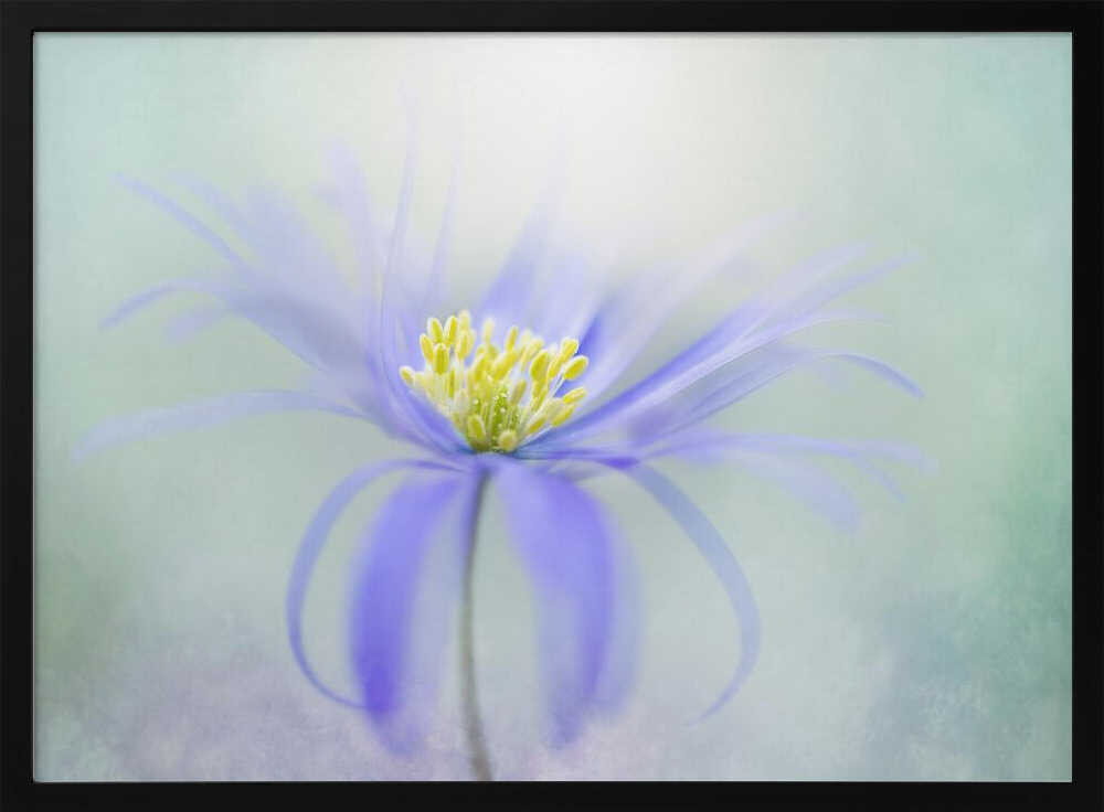 Dreamy Pastel Flower - Floral Photographic Stretched Canvas Poster or Fine Art Print