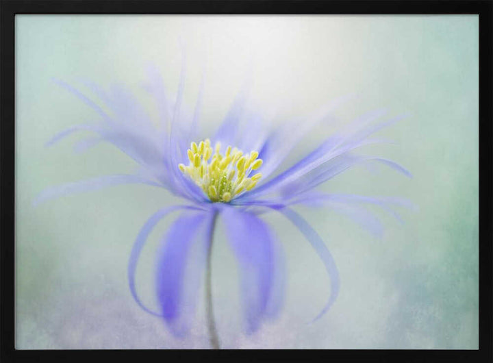 Dreamy Pastel Flower - Floral Photographic Stretched Canvas Poster or Fine Art Print